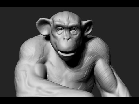 Chimp study