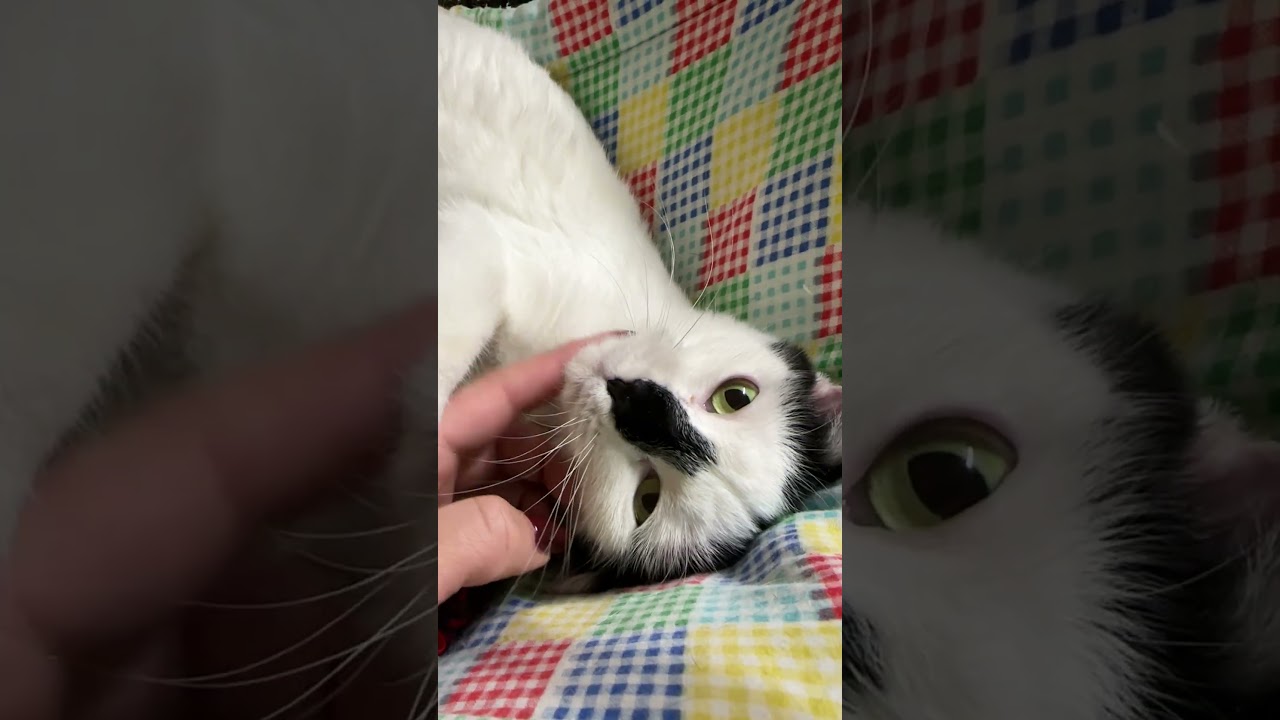 Enlarge Mimi, a Adoptable Domestic Short Hair in Linden, NJ video 2/6