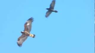 preview picture of video 'GOLDEN EAGLE and Common Raven on Tantramar Marsh near Sackville, New Brunswick on Jan. 18, 2013'