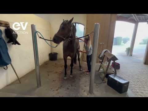 CALVADOS CLAIR'ELLE Z - QUOTIDIEN