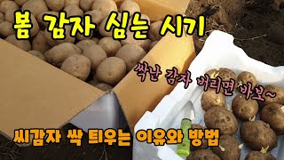 봄감자심는시기 씨감자 싹틔우는 방법 감자를 통으로 심는 이유와 씨감자를  잘라 말리는방법 싹난감자 버리지 말…