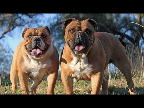 Australian Bulldog | The Beauty of Australian Bulldog