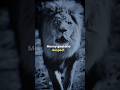 Sigma Rule Focus On Money Goal And Respect Motivation Shorts Motivationalquotes