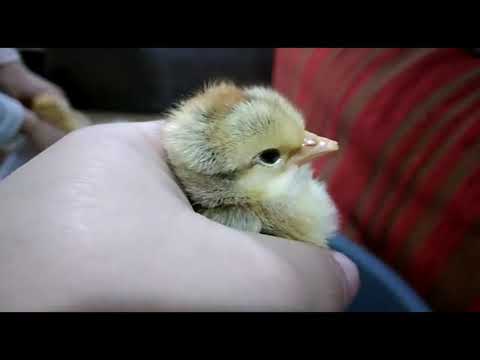 Pui de casă, Câmpuri Surduc