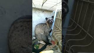 Download lagu Musang pandan besar tertangkap #shorts #musanglovers #animals mp3