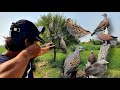 Unseen Birds Hunting Ever with Slingshot! Perfect Head Kills with Slingshot