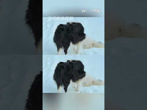 不是說智者不入愛河嗎（bushi #狐貍 #邊牧 #代餐文學 #動物 #可愛