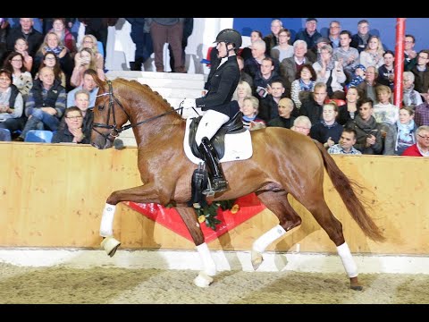 Vivaldos *2016 by Vivaldi - Desperados (Sosath Stallion Show 2019)