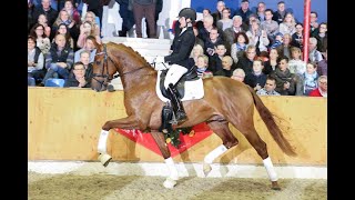 Vivaldos *2016 by Vivaldi - Desperados (Sosath Stallion Show 2019)