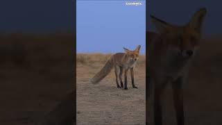 Download lagu Discover Palestine's Wildlife #travel #discover #palestine #wildlife #explore #animals #shorts mp3