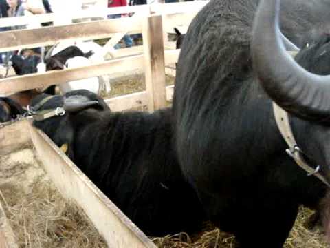 bivoli la INDAGRA 2010