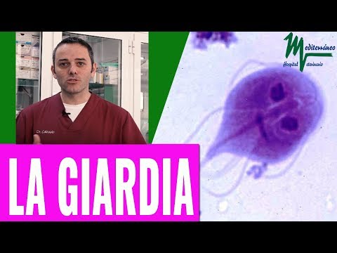 Il gatto non mangia da vermi Lyambliya e la loro struttura