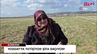 Yozgat’ta yetişiyor, şifa saçıyor! | İleri Gazetesi