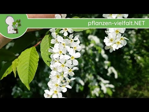 Gew. Traubenkirsche - Blüte/Blüten - 21.04.18 (Prunus padus) - Baum Blüten bestimmen