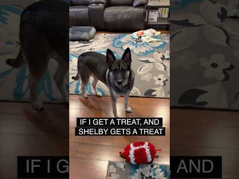 Puppy Math Gone WRONG 😂🐶 | Rory Got ZERO Treats?! #dogshorts #puppy #petsrule