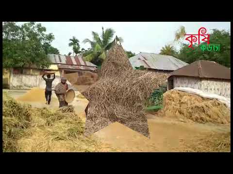 যন্ত্রের মাধ্যমে ধান মাড়াই