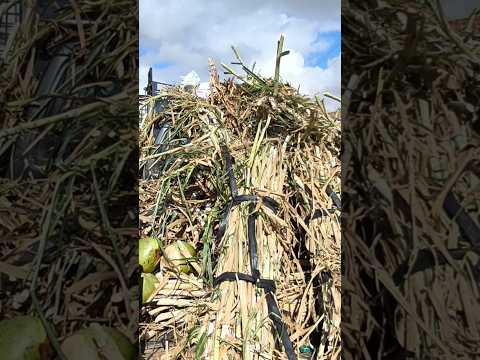 SEU ROSANGELO DO CAPIM AÇU #shorts