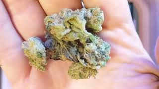 Solomon Grundy 27% Trulieve Eustis
