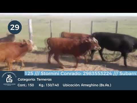 Lote Hembras - Amghino Bs As