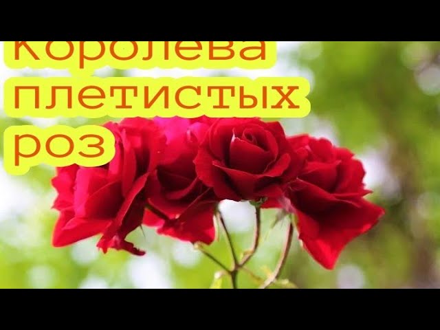 Эта плетистая  роза станет королевой вашего сада! Роза Амадеус.30.07.20г.