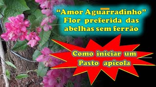 Como iniciar um pasto apcola! Amor Agarradinho,  flores apreciadas pelas abelhas sem ferro!