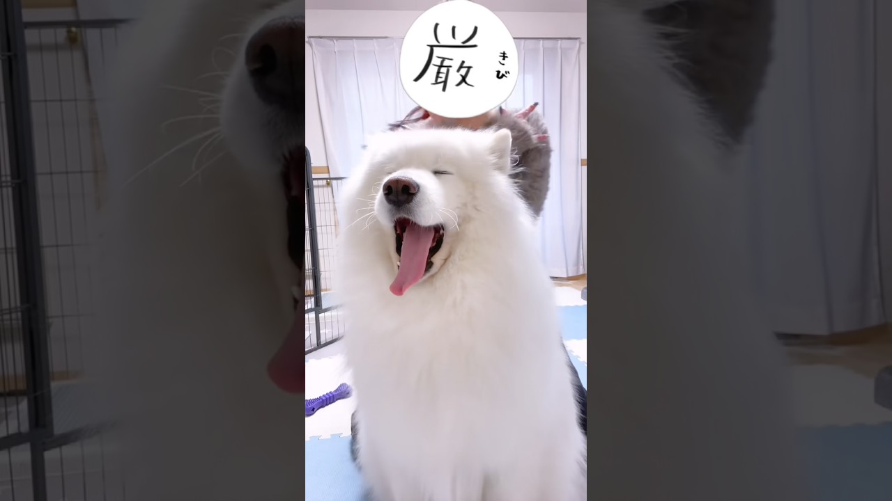 大あくびのサモエドと ば・く・れ・つ！ #サモエド #samoyed #爆裂