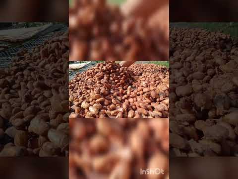 80.Cacao dry in the sun first day. Goodnesscacao @Tarika888