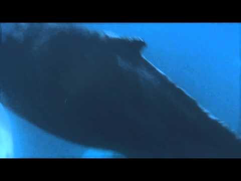 AJ Svijet 31-05_2015 - Nedjelja 21:30