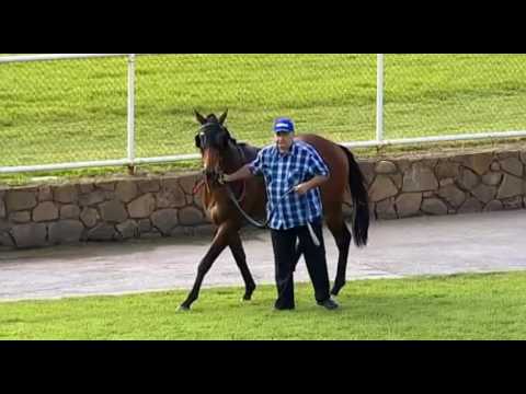 Belmont Park, 06/07/2016 - Race 1 - GANGBUSTER - Trevor Andrews & Shaun McGruddy