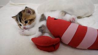 How kitten Nico made a new friend Mr.shrimp.