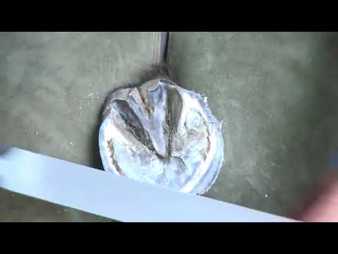 Slide 7 - Save Edge Original Rasp 14"  (video)