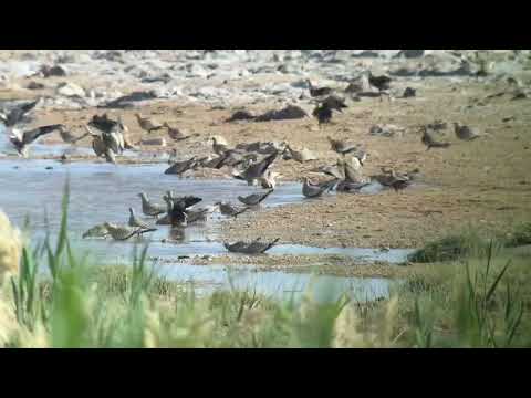 Chestnut-bellied Sandgrouse, Oman, March 2025