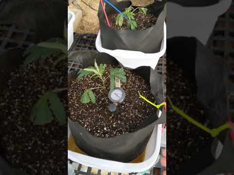 Measuring PH & EC of Runoff from Cannabis Grow Media