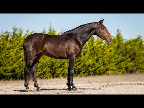 **SOLD** Piro free sportive type Lusitano - price opportunity (REF#510)