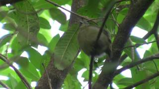 preview picture of video 'Birds of Brazil - Tanagers,Trogons, Puffbirds, Manakins, Sharpbills'