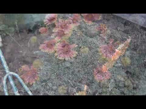 Summer Romance -music video by Carmie Carabetta (c) 2014