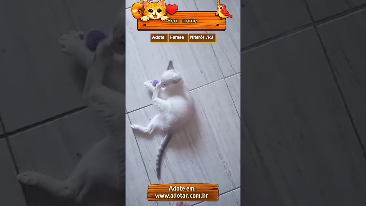 Gato raça SRD-ViraLata idade 2 a 6 meses nome Sem nome