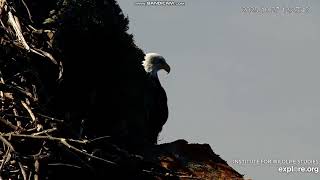 West End Bald Eagle Catalina USA -  🦅Haku w ukryciu 🤗 2025 10 27