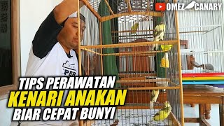 Download lagu 4 TIPS FOR CARING FOR CANARY CHICKENS SO THEY BECOME GOOD BIRD mp3 Download lagu 4 TIPS FOR CARING FOR CANARY CHICKENS SO THEY BECOME GOOD BIRD mp3