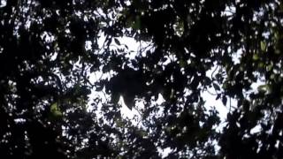 verdena - nuova luce