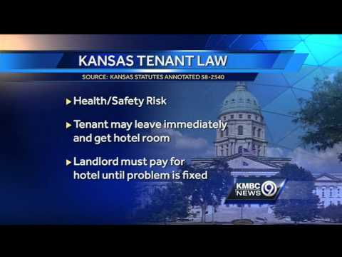 OP couple seeks help with brown recluse infestation