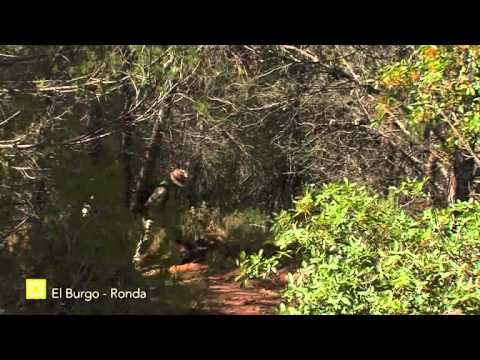 Gran Senda de Mlaga - Etapa: El Burgo - Ronda