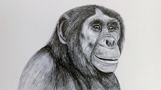 How to draw a Chimpanzee -step by step | Pencil sketch | Animal drawing | Drawing tutorial