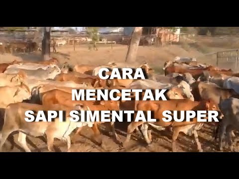 GT-PS #45 Cara Mencetak Sapi Super, Umur Terbaik Mengawinkan Sapi Metal