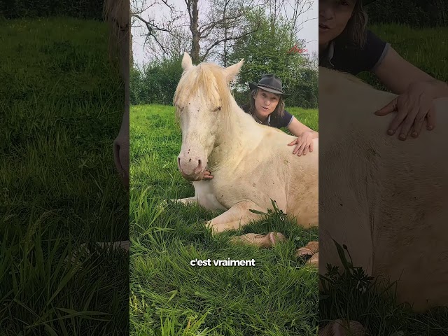 Orion, Votre Prochain Compagnon d&rsquo;Exception ✨