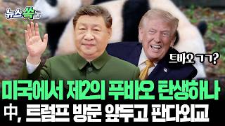 미국에서 제2의 트럼프 탄생?!…中, 트럼프 방문 앞두고 판다외교 시동 [뉴스쏙] / 연합뉴스TV(YonhapnewsTV)