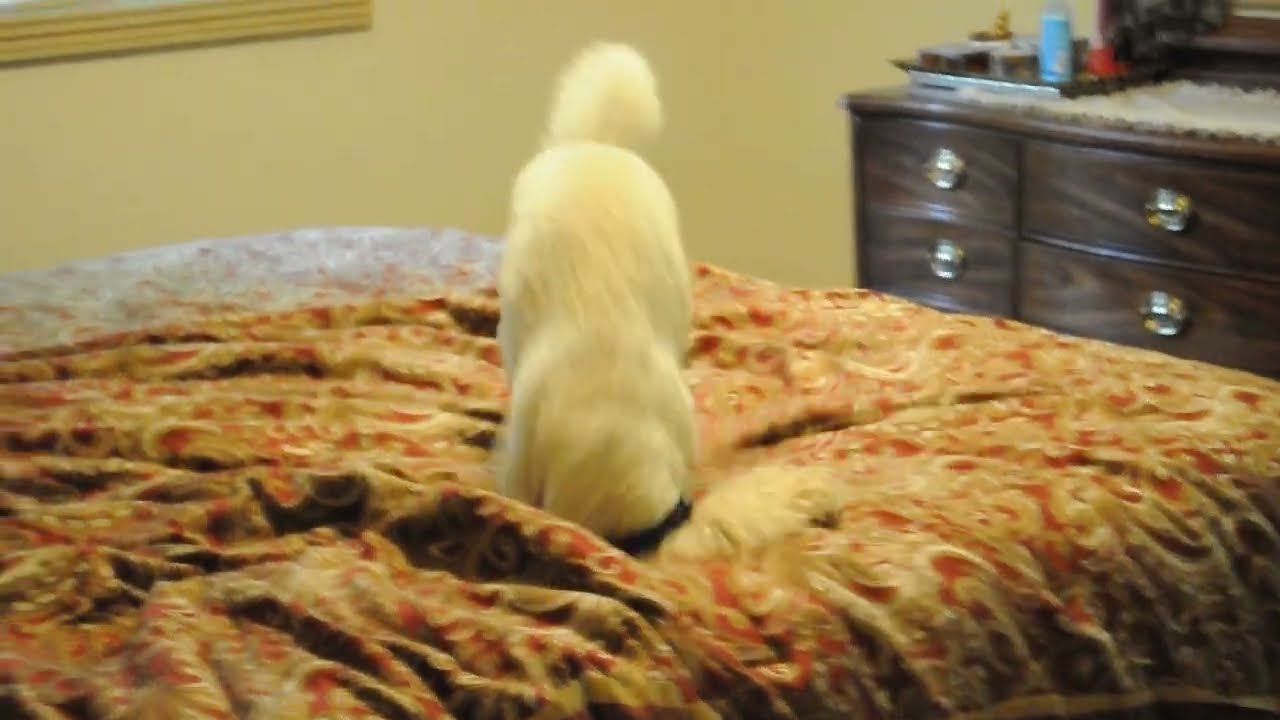 Enlarge BUDDY, an adopted Poodle in Elk River, MN video 6/6