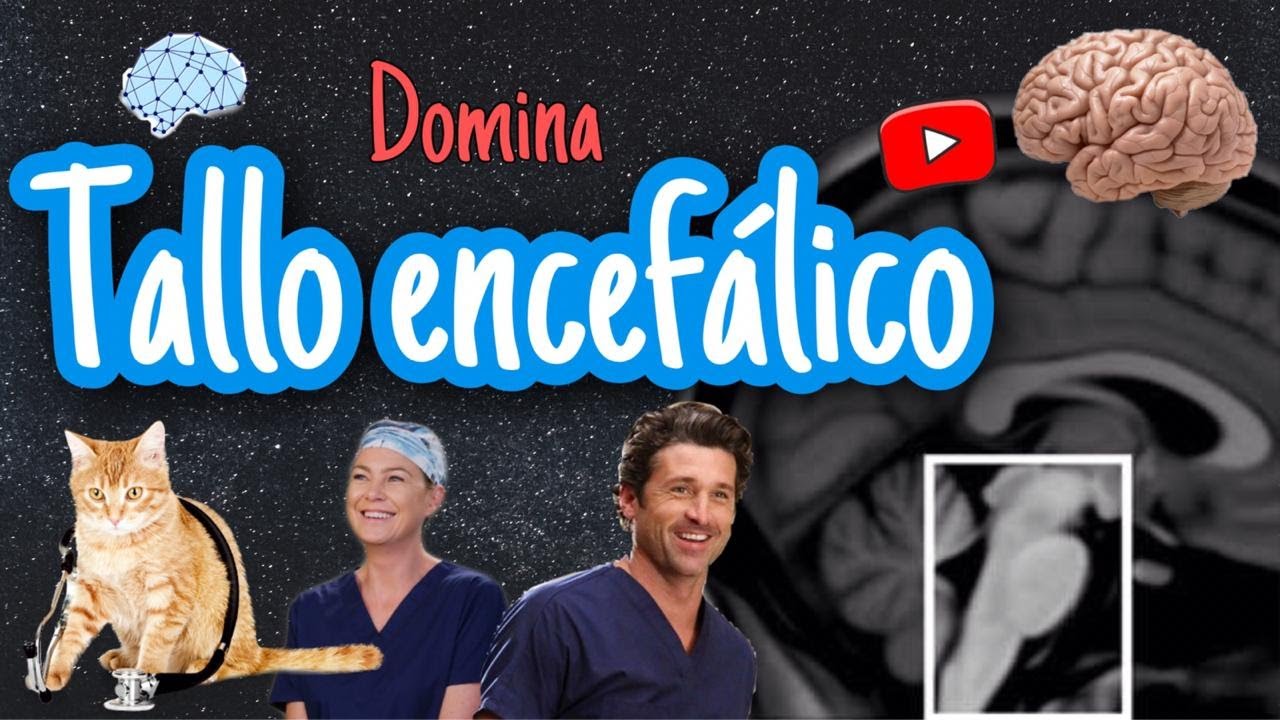 ¡TODO SOBRE TALLO ENCEFÁLICO !- RESUMEN