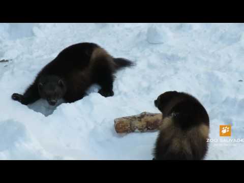cache cache de carcajous wolverines hide and seak Zoo sauvage de St Félicien