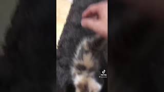 首を絞めたくなる子猫ちゃん💓💞